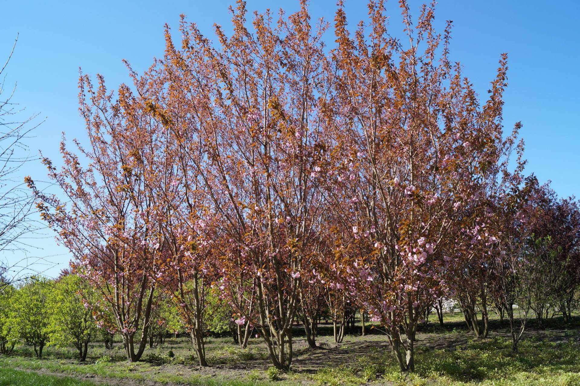 Prunus serrulata Kanzan_07